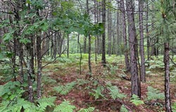 Lot 14 DADS LAKE RD, Eagle River, WI 54521