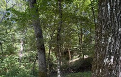 106b Calico Ct, Alberta, AL 36720