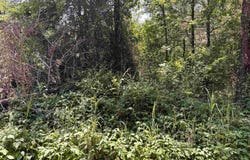 00 Bird Road, Solgohachia, AR 72156