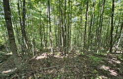 Key Ridge Lane, Crawford, TN 38554