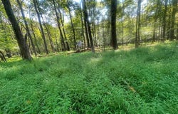 Anemone Lane lot: 163, Terra Alta, WV 26764