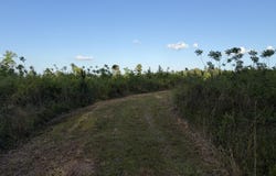 5 Acres Mt. Bethel Rd., Sandy Hook, MS 39478
