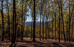 40.5 Ac Windsong, Jasper, GA 30143