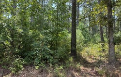 3245 CR 1095, Center, TX 75935