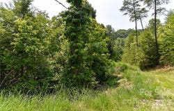 The Vines Boulevard lot: 12, Marshall, NC 28753