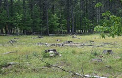 TBD Anthony Drive, Cairo, NY 12058