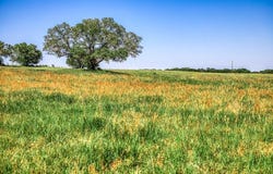 8101 Parkison Lane, Brenham, TX 77833
