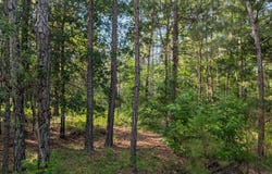 Lot 1 Marshall Road, Appling, GA 30802