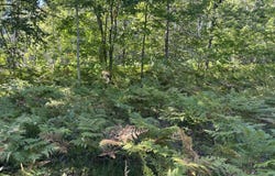 15796 N Whitefish Point Rd, Paradise, MI 49768