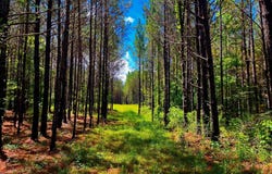 Arthur Drive, Brookhaven, MS 39601