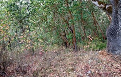 0 NORTH CT, Riddle, OR 97469