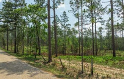 4.69 Acres Courtney Rd., Lumberton, MS 39455