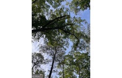 877 Bedwell, Heflin, AL 36264