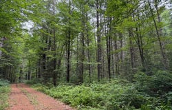 On BEARSKULL RD, Park Falls, WI 54552