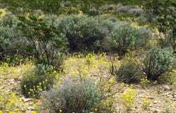 112 Starry Night Road, Terlingua, TX 79852
