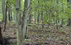 2091 WELSH Road, MOHNTON, PA 19540