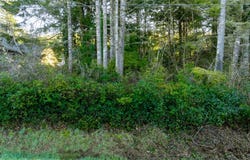 S Quadrant St, RockawayBeach, OR 97136