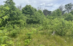 V/L E 38th Street, Idlewild, MI 49642