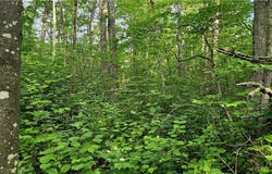 Lots 13-20,23-28 Woodland Avenue, Hayward, WI 54843