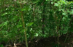 Lot20 Bryant Cove Road, Blairsville, GA 30512