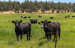 7122 E Langell Valley Road, Bonanza, OR 97623