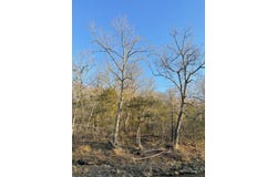 Tract 2 County Road 14-534, Ava, MO 65608