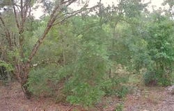 9784 N Feigel Ter, Crystal River, FL 34428