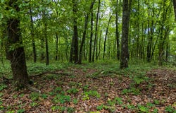 3.26 Acres Mountain Ridge, Manchester, GA 31816