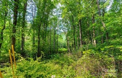 Woodfin Road, Sylva, NC 28779