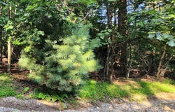 Lot 8 Apache Trail, Fancy Gap, VA 24328