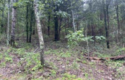 TBD2 Stevenson Road, Pencil Bluff, AR 71965