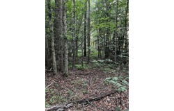 Soney Lane, Gatesville, NC 27938