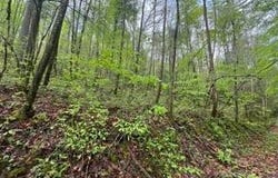 Lot 112 Bear Den Trl, Grandview, TN 37337