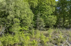 00 M-37, MESICK, MI 49668