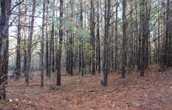 Hickory Grove Road, Nashville, AR 71852