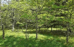 13605 SE 226, Osceola, MO 64776