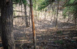 Parcel B S 88th Avenue, New Era, MI 49446