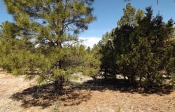 2214 Forest Park Drive, Overgaard, AZ 85933