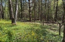 (1 acre) Crestview Drive W, Creston, NC 28615