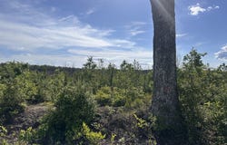 0 Mt. Holly Rd, Montrose, VA 22520