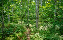 N Apple Drive lot: 62/1.88 A M/L, White Cloud, MI 49349