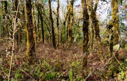 Mistletoe Dr, Dallas, OR 97338