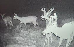 Highway 65 N/A, Princeton, MO 64673