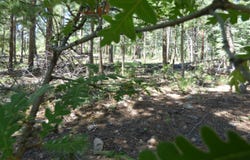 9 County Road 2073, Alpine, AZ 85920