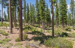7024 Villandry Circle, Truckee, CA 96161