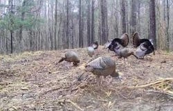 Pleasant Hill Road, ASHLAND, MS 38603