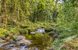 ILIOPUA RD, Honomu, HI 96728