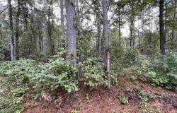 11th St, Vernon, AL 35592
