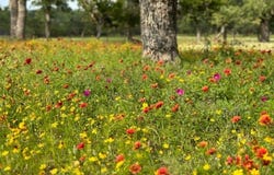 520 Isaacs Mountain Rd, Fredericksburg, TX 78675