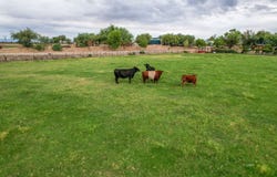 E Alma Ln W Pasture), Pima, AZ 85543